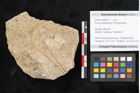 Foto (Objekt + Etikett) von Pinus palaeolaricio Ettingshausen (NHMW-GEO-2024-0188-6371)
